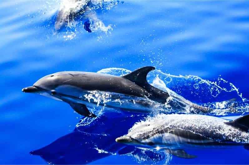 dolphins aegean dolphins